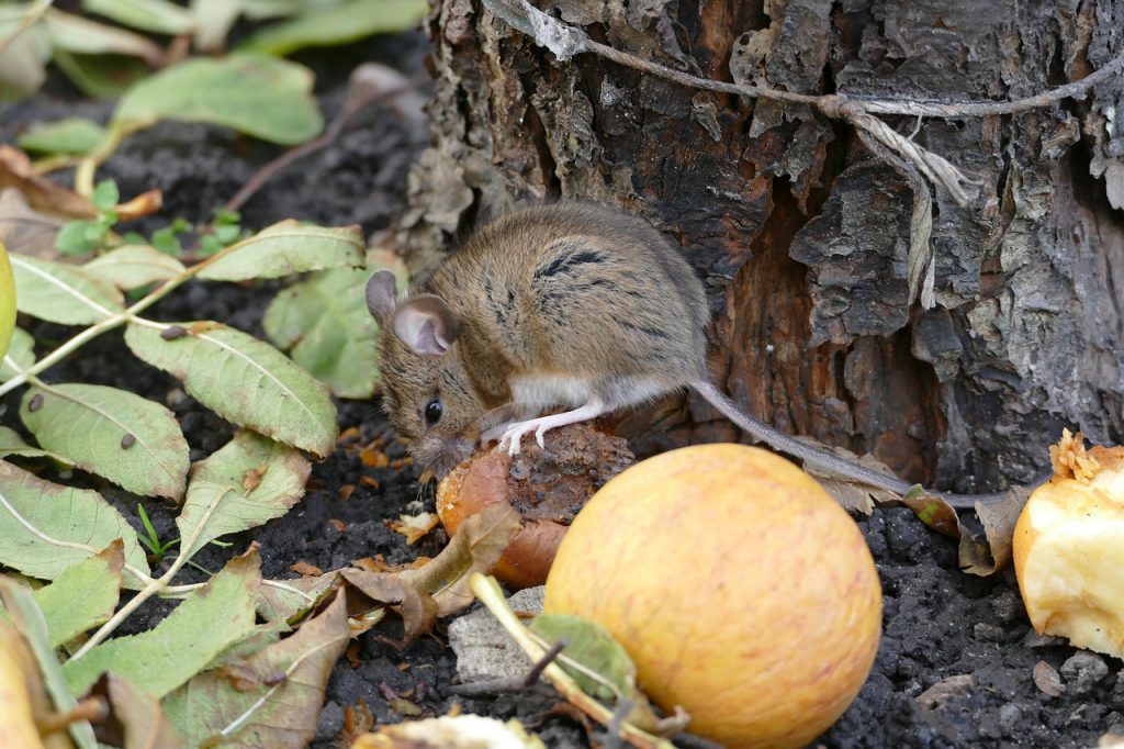 הדברת עכברים בגינה