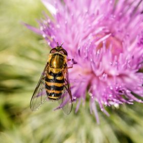 large-campestris-2470824_960_720